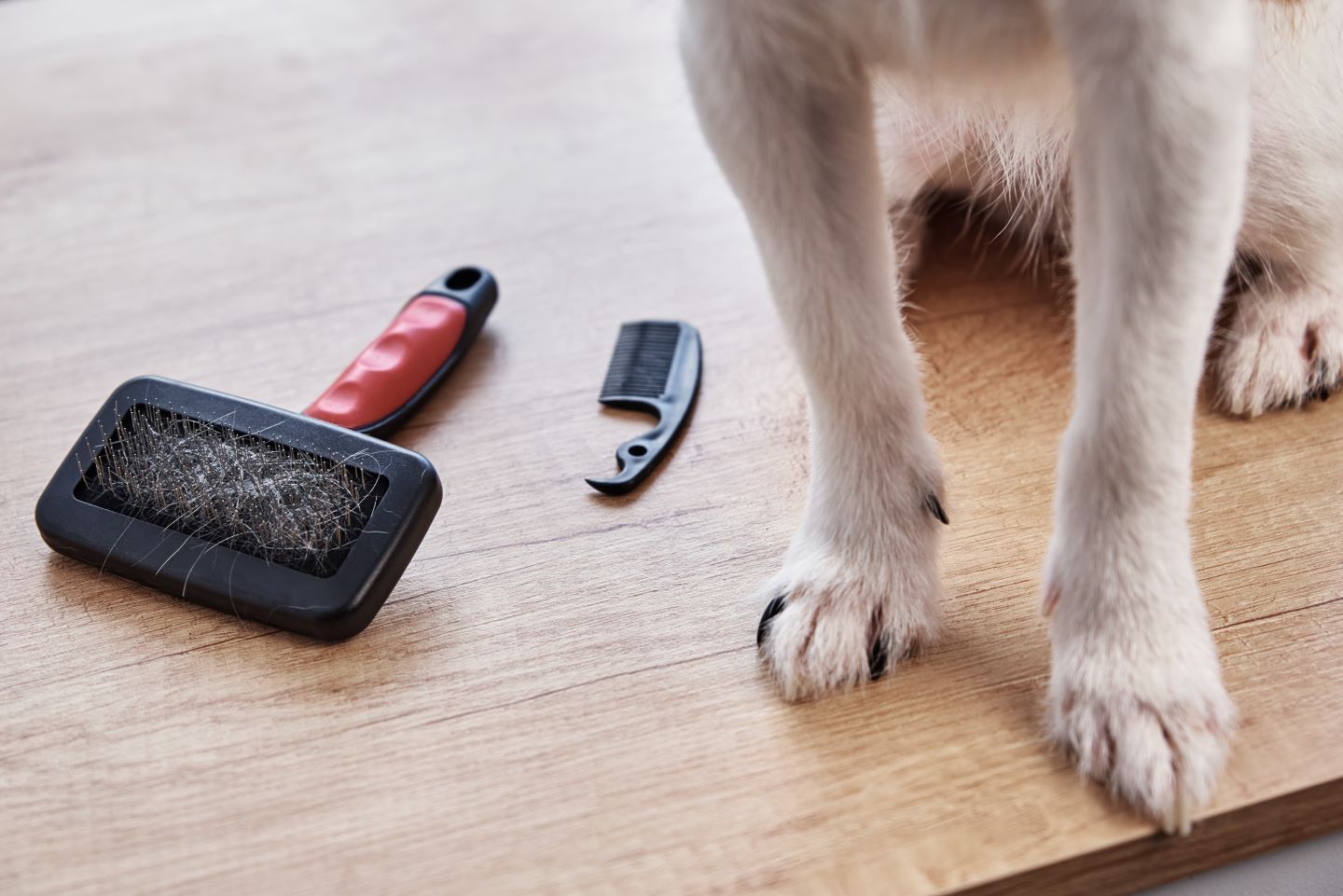 The Importance of Regular Grooming for Your Pet’s Health